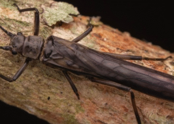 Nova espécie de animal descoberta no Brasil surpreende cientistas