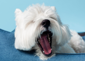 O que significa quando seu cachorro boceja ao olhar para você, segundo veterinários