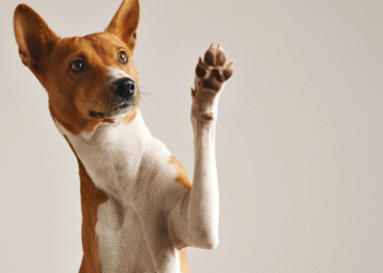 O que significa quando seu cachorro olha nos seus olhos por muito tempo, segundo especialistas
