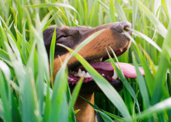 O que significa que seu cachorro coma grama, segundo um veterinário