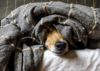 O que a ciência diz sobre quem adota animais?