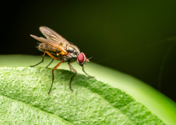 Pesquisadores descobrem novo animal que está exterminando insetos no Brasil