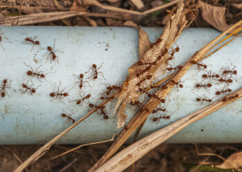 Nem repelente nem veneno: o truque caseiro para evitar que as formigas entrem na sua casa na primavera