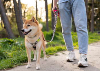 Especialistas deixam claro: a primeira coisa que você deve fazer ao passear com seu cachorro