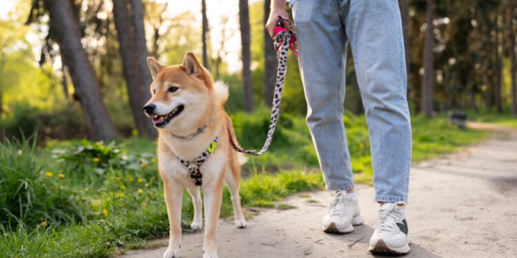 Especialistas deixam claro: a primeira coisa que você deve fazer ao passear com seu cachorro