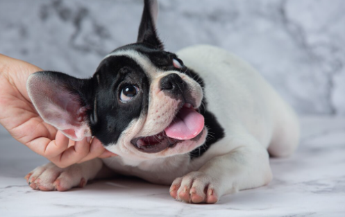 O que significa quando o cachorro lambe a própria pata?