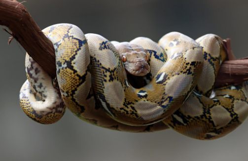 Vídeo: Cobras enormes protagonizam “luta de UFC” em telhado e aterrorizam moradores na Austrália