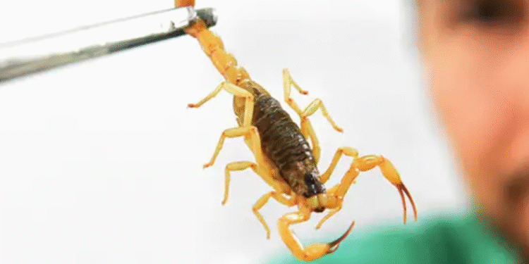 Escorpião mais perigoso do planeta vive no Brasil e é atraído pela planta que você tem em casa