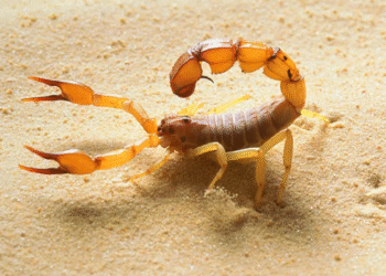 O animal mais mortífero do Brasil pode estar rondando a sua casa agora mesmo