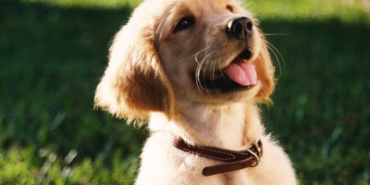O que seu cachorro sente quando você fala com ele em tom de bebê, segundo os especialistas