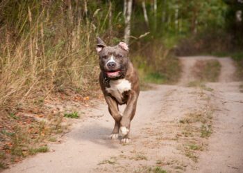 Após Santa Catarina proibir a raça, pitbulls devem ser restringidos em mais um estado