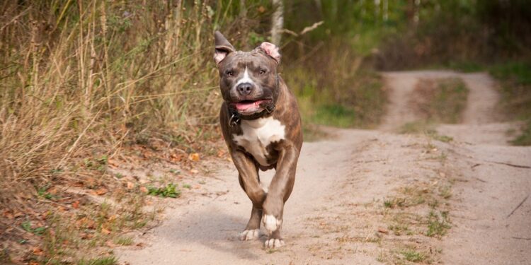Após Santa Catarina proibir a raça, pitbulls devem ser restringidos em mais um estado