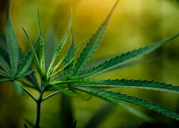 Novo estudo bombástico explica como a maconha pode “salvar” a vida de vários idosos