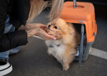 Animais de estimação podem viajar em aviões? Veja o que diz a lei