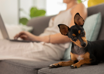 Donos de animais de estimação podem sofrer multa de até R$ 10 mil
