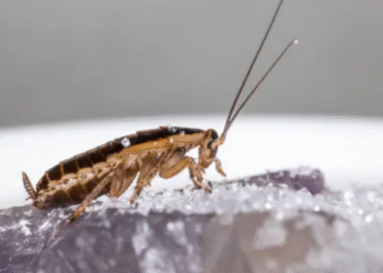 Esse alimento comum na casa de brasileiros espanta baratas naturalmente