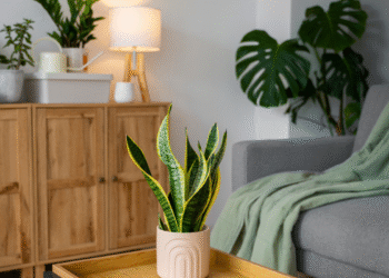 Plantas que são lindas e ótimas para colocar dentro de casa