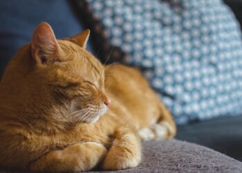 O que significa falar com cães e gatos, de acordo com a psicologia