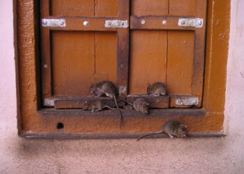ratos