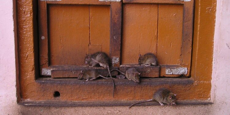 ratos