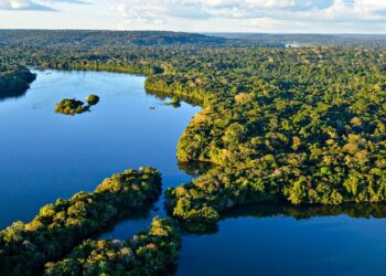 Especialistas pedem que nos preparemos para o fim da Amazônia que conhecemos: já tem data para acontecer