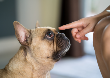 Cães elegem um membro da família como preferido, revela estudo