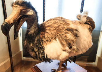 Não estava extinto? Cientistas encontram animal inacreditável no Acre