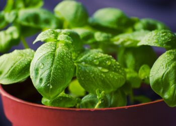 A planta “sagrada” que atrai ar fresco e afasta mosquitos: perfeita para o verão e não precisa de muita água