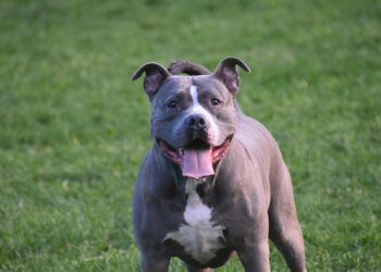 Governo proíbe pitbull e outras 11 raças de cachorro no Sul do Brasil