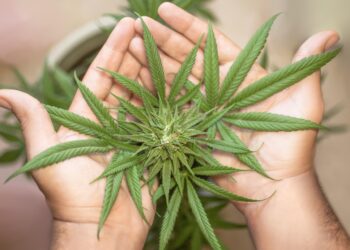 Nova pesquisa dos EUA alerta para síndrome séria relacionada ao consumo de cannabis