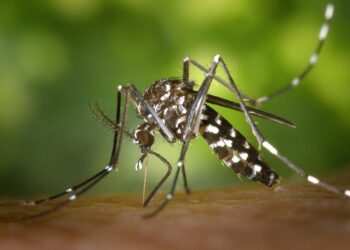 39 cidades brasileiras receberam alerta de risco para vírus que pode deixar a pessoa no hospital