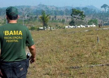 IBAMA proíbe brasileiros de terem esses 5 animais de estimação