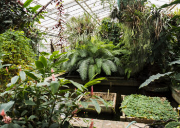 Planta ganhou destaque por funcionar como uma muralha e impedir a entrada de formigas e ratos na cozinha