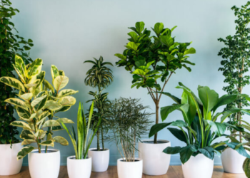 As plantas que ganharam destaque por reduzir a umidade e prevenir mofo nos cantos da casa