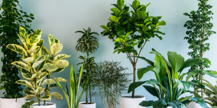 As plantas que ganharam destaque por reduzir a umidade e prevenir mofo nos cantos da casa