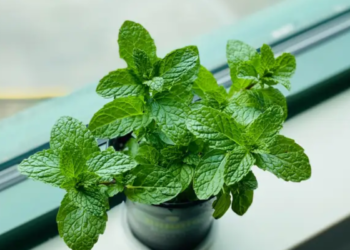 Fáceis de manter, essas 4 plantas decoram o ambiente e funcionam como repelente contra mosquitos
