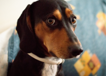 Quando o cachorro faz isso com frequência, é um pedido claro de ajuda