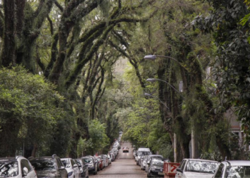 Rua cercada por árvores com mais de 100 anos é a mais bonita do mundo e fica no Brasil