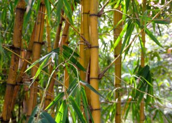 Túnel feito de bambu vira atração turística em cidade com 13,7 mil habitantes