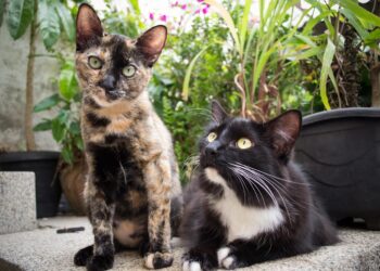 O que significa quando o gato se esfrega em humanos, segundo a ciência