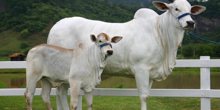 Vaca criada no interior do Paraná foi vendida por R$ 54 milhões e se tornou a mais cara do mundo