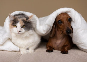 Animal considerado o mais perfeito do planeta pode ser comprado como pet