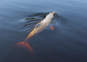 Animal lendário do folclore brasileiro corre sérios riscos de extinção na Amazônia