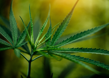 Após anos de debate, Anvisa autoriza cultivo de cannabis no Brasil