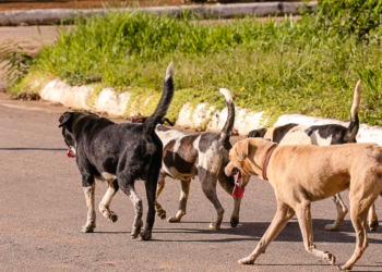 Governo é acusado de planejar abate de cachorros para “limpar” as ruas deste país
