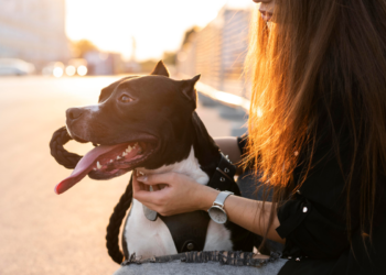 Lei já está em vigor no Brasil e donos de cachorro podem levar multa de R$ 195,23
