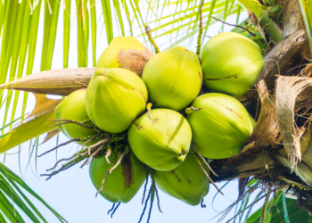 Maior fazenda de cocos do mundo fica no Brasil e tem 15,5 milhões de coqueiros espalhados