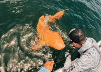 Parece mentira: pescadores encontram o primeiro tubarão laranja do mundo