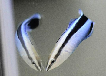 Peixe mais inteligente do mundo é tão esperto quanto mamíferos