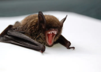 Vírus Nipah